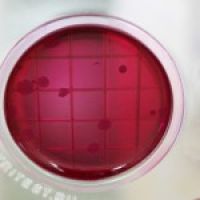 «Петритест» (подложка) для определения БГКП