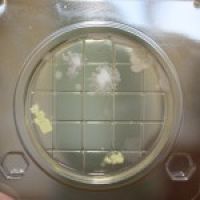 «Петритест» (подложка) на определение общего микробного числа (КМАФАнМ)