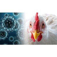 Семинар «Ветеринарное обеспечение промышленного птицеводства, в условиях импортозамещения»