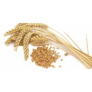 XEMATест ГЛЮТЕН